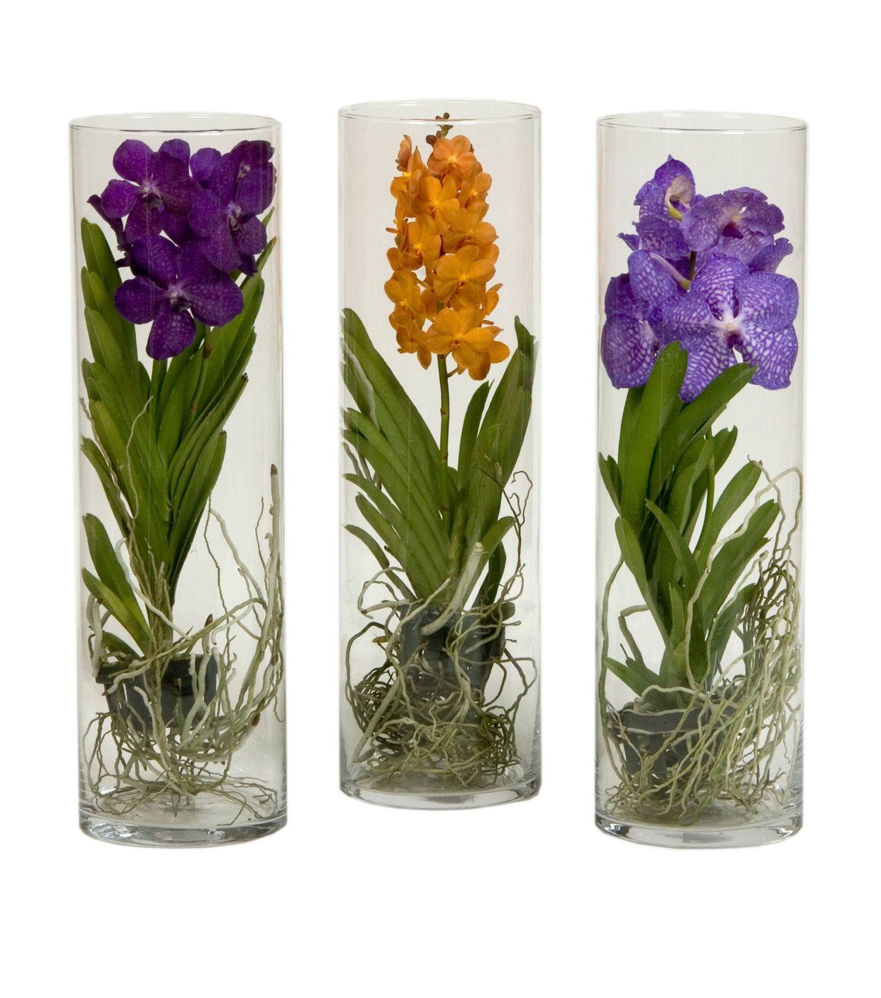 Орхидея горшечная Ванда