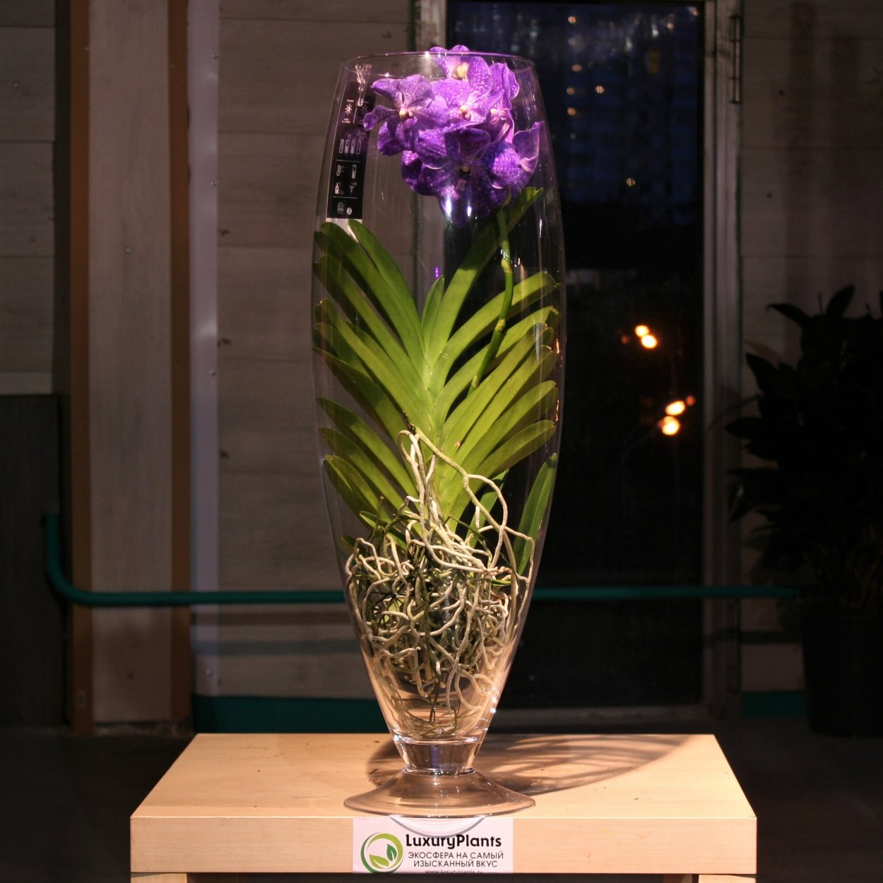 Флорариум Орхидея Ванда