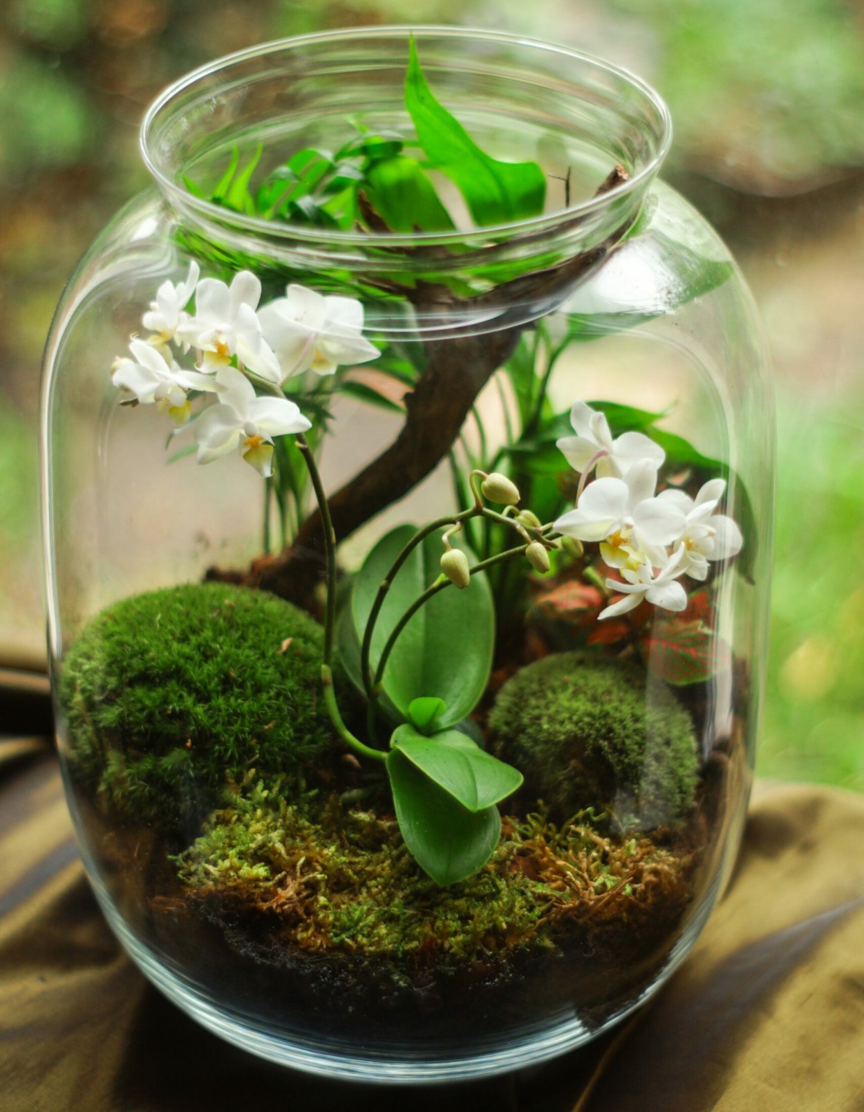 Флорариум с орхидеями