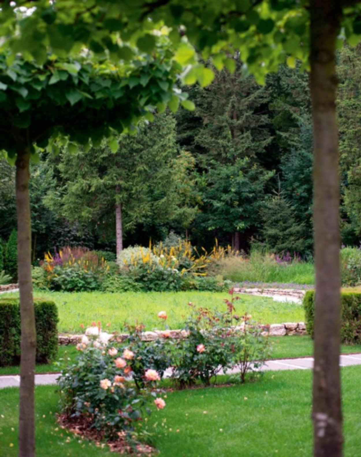 Липа в саду