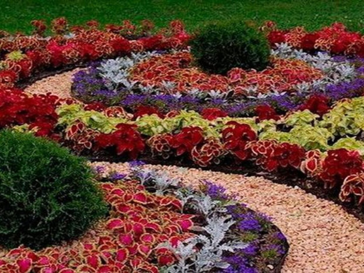 Колеус в рабатке