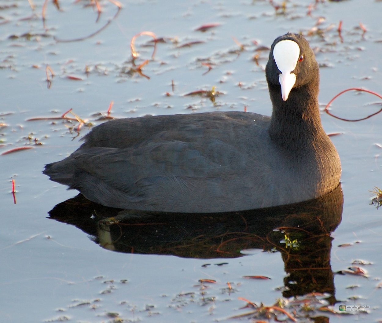 Болотная курица лысуха