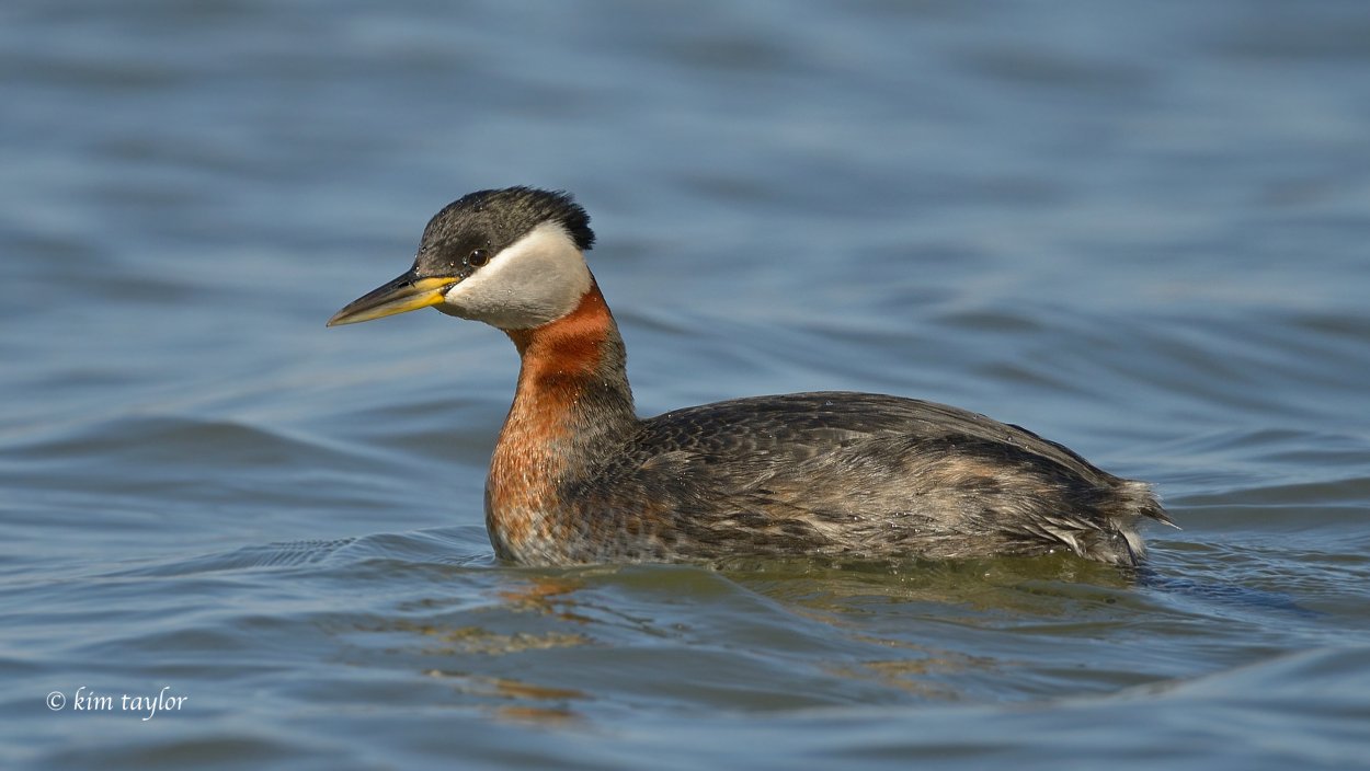 Водоплавающие птицы Ленинградской области