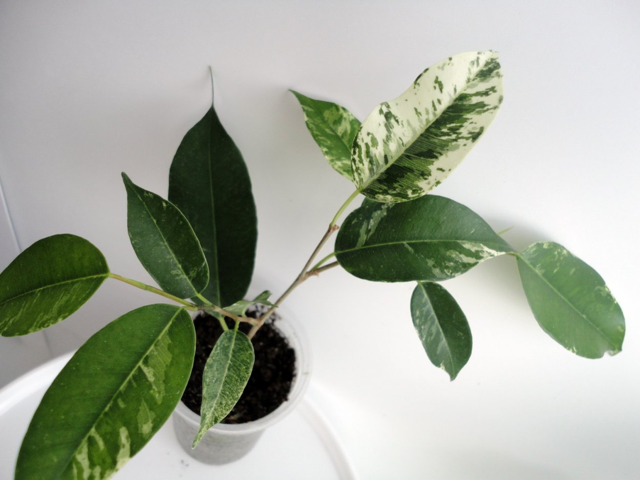 Фикус ланцетовидный