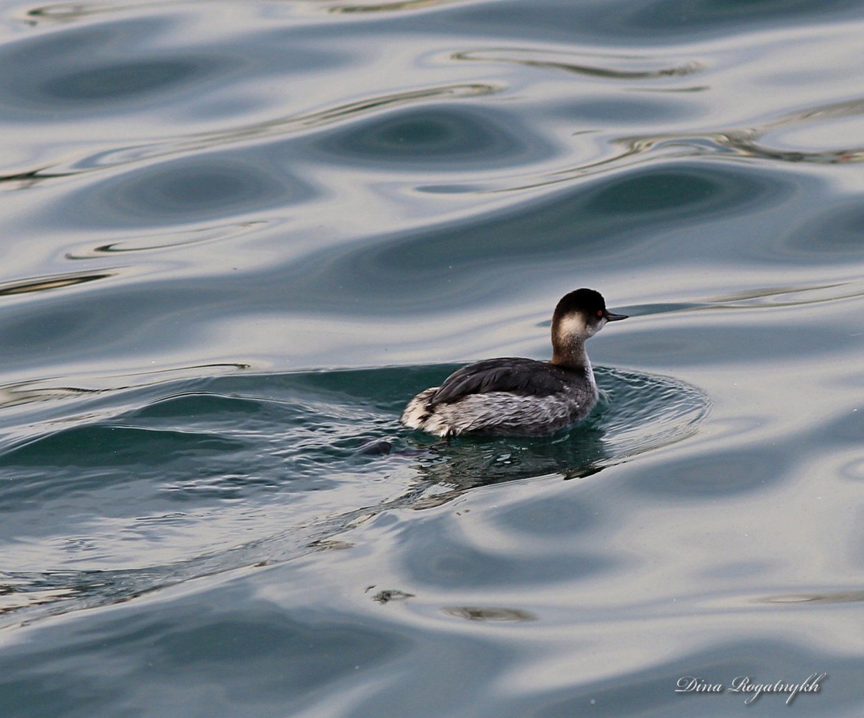 Водоплавающие птицы черного моря Геленджик