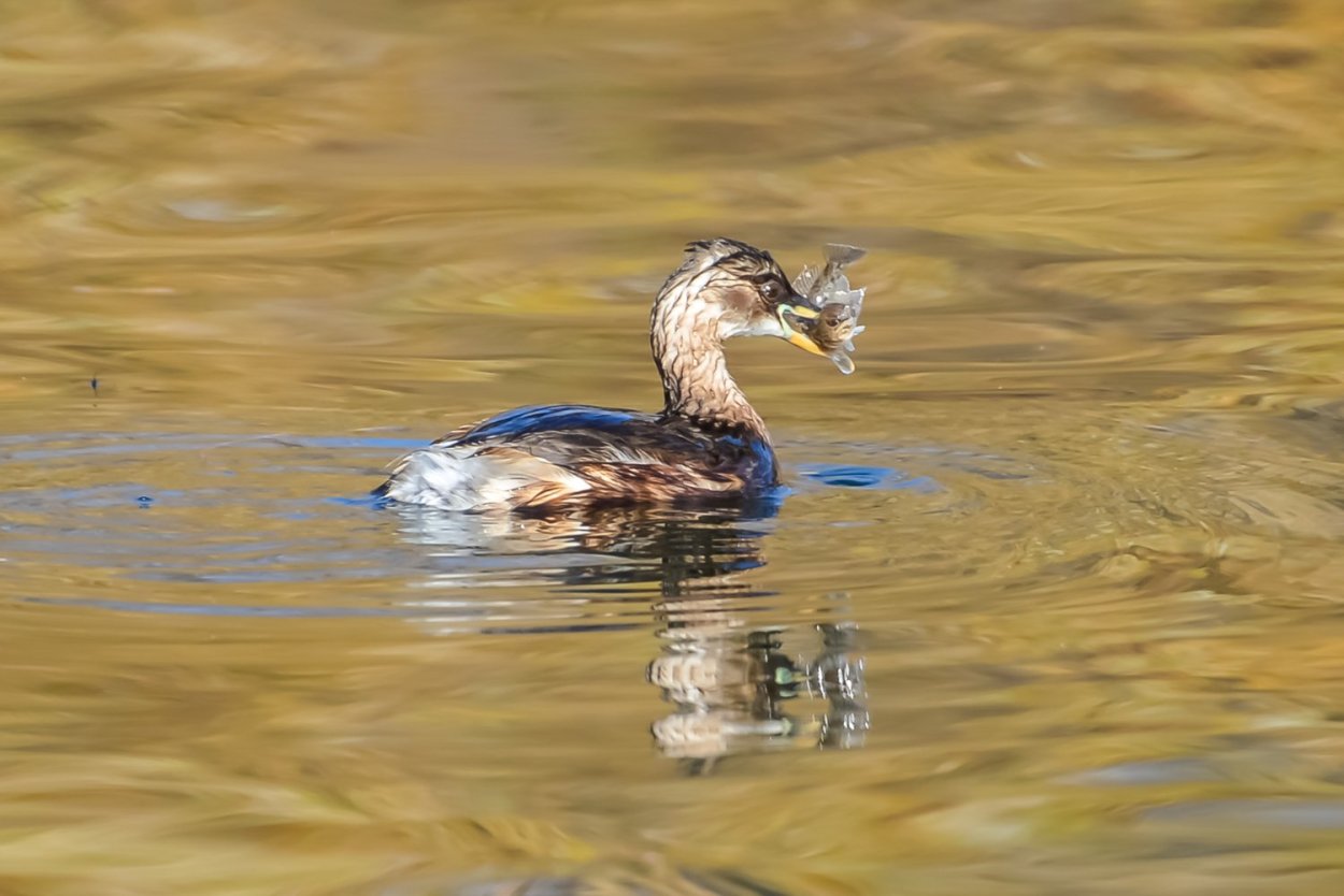 Маленькая водоплавающая птица