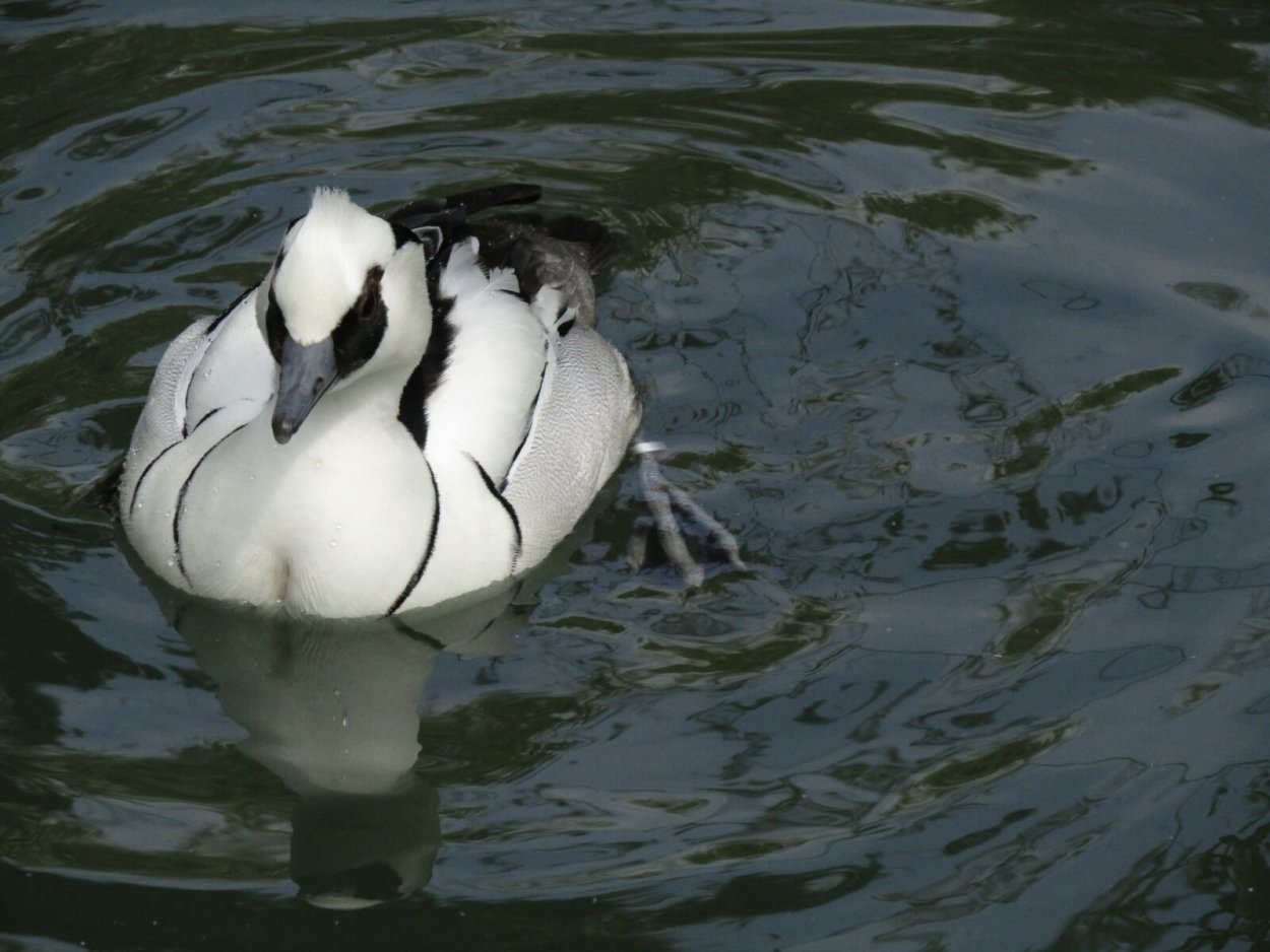 Черно белая водоплавающая птица