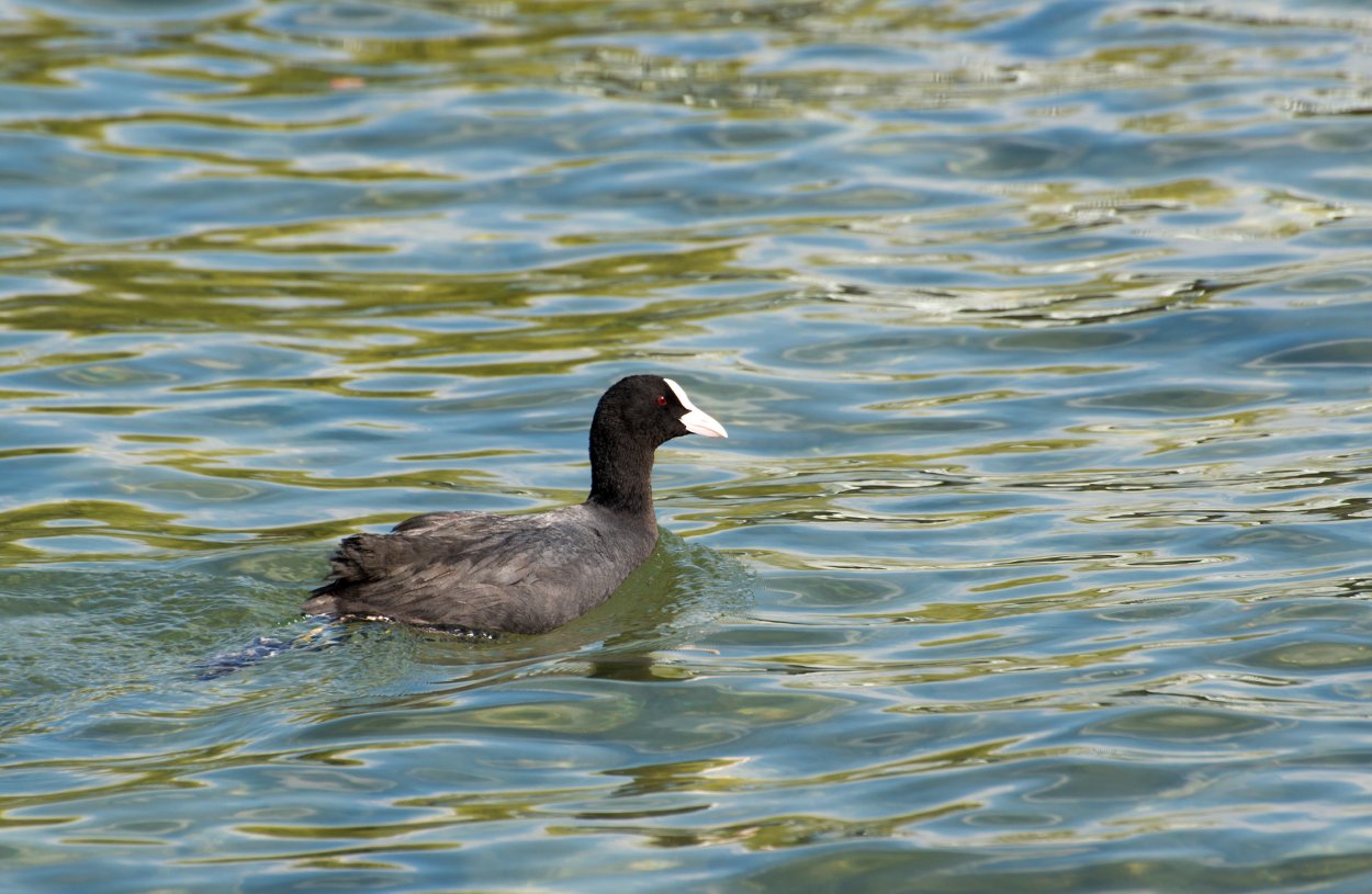 Водоплавающие птицы Ленинградской области