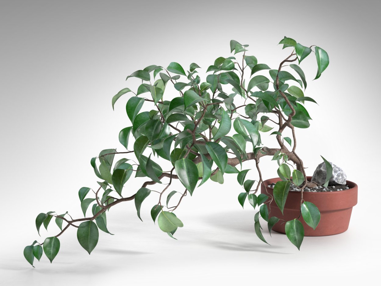 Фикус Вианди Ficus Wiandi