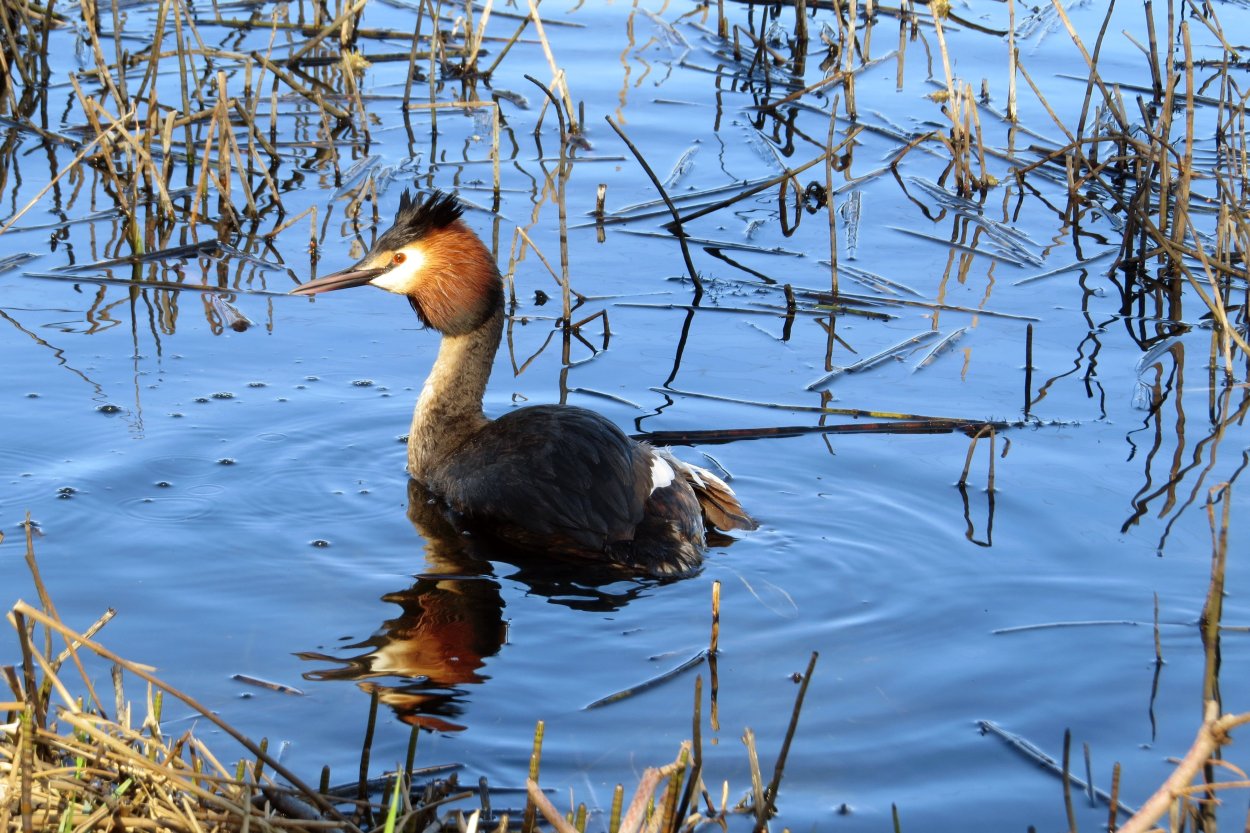 Водоплавающие птицы Ленинградской области