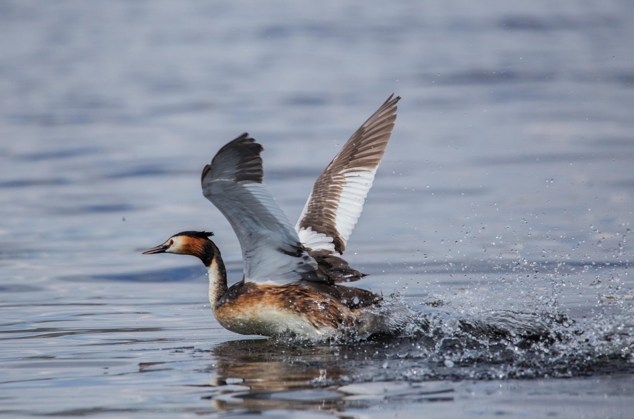Водоплавающие птицы Рыбинского водохранилища
