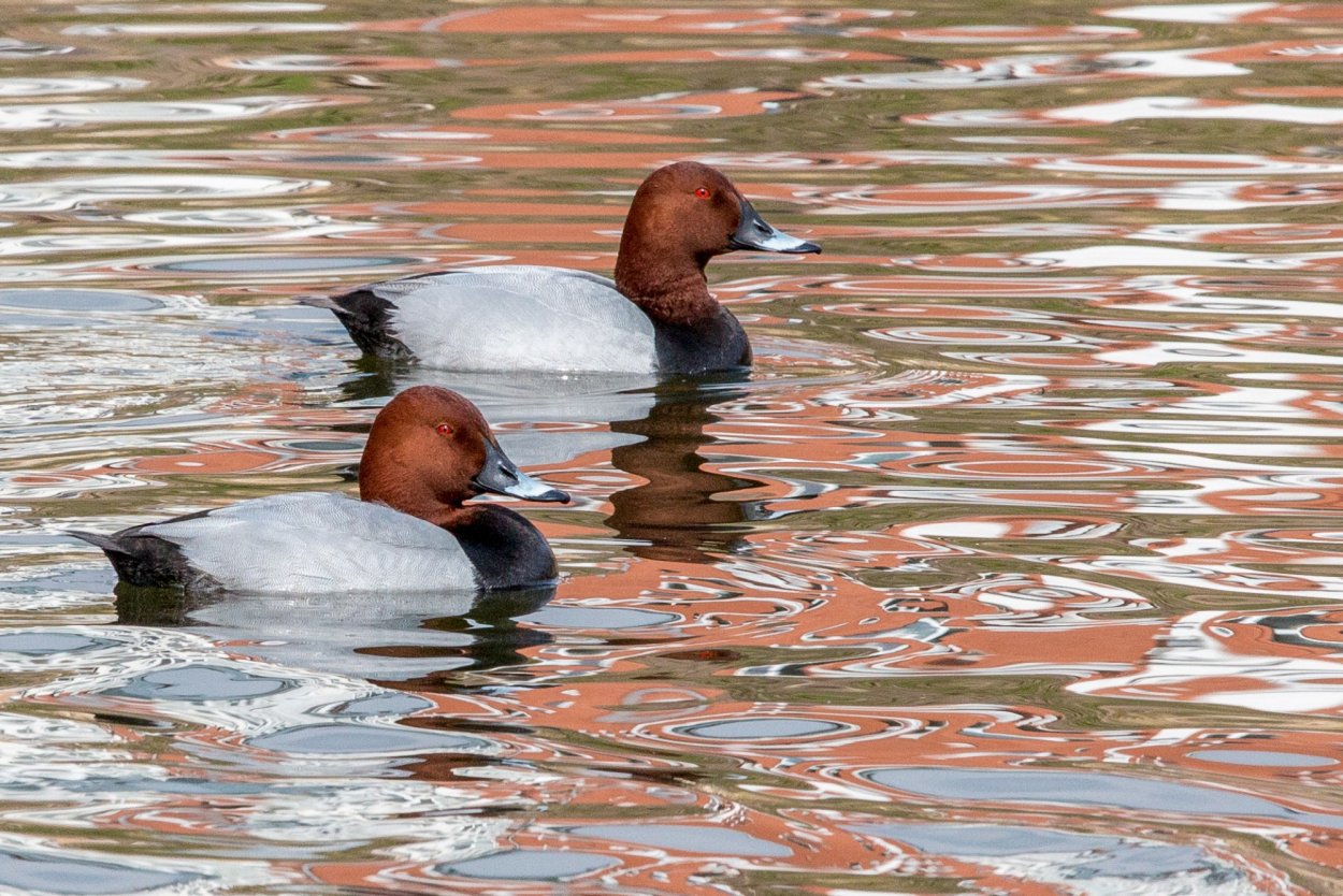 Водоплавающие птицы Ленинградской области