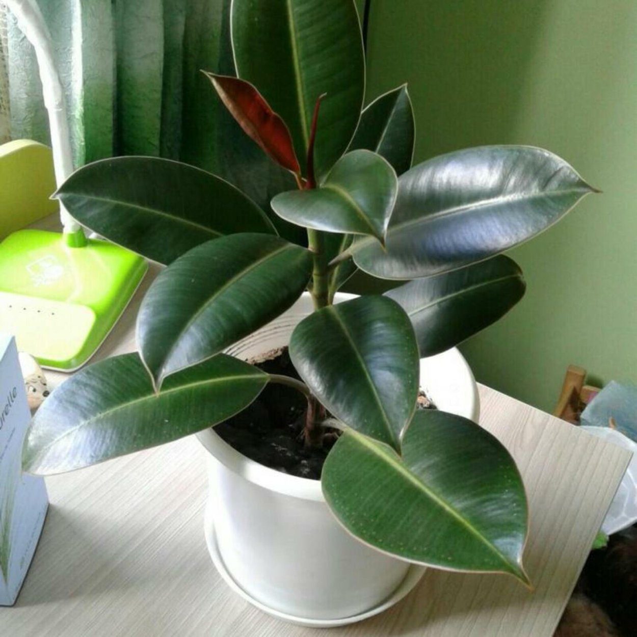 Фикус широколистный