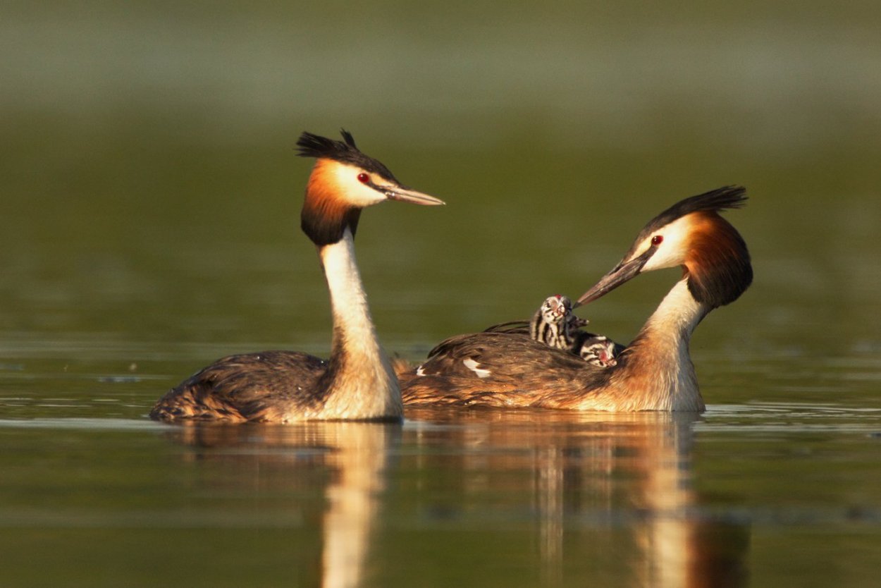 Чомга поганка
