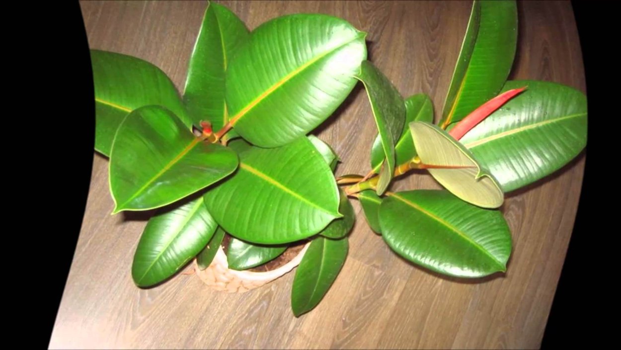 Фикус каучуконосный суеверия