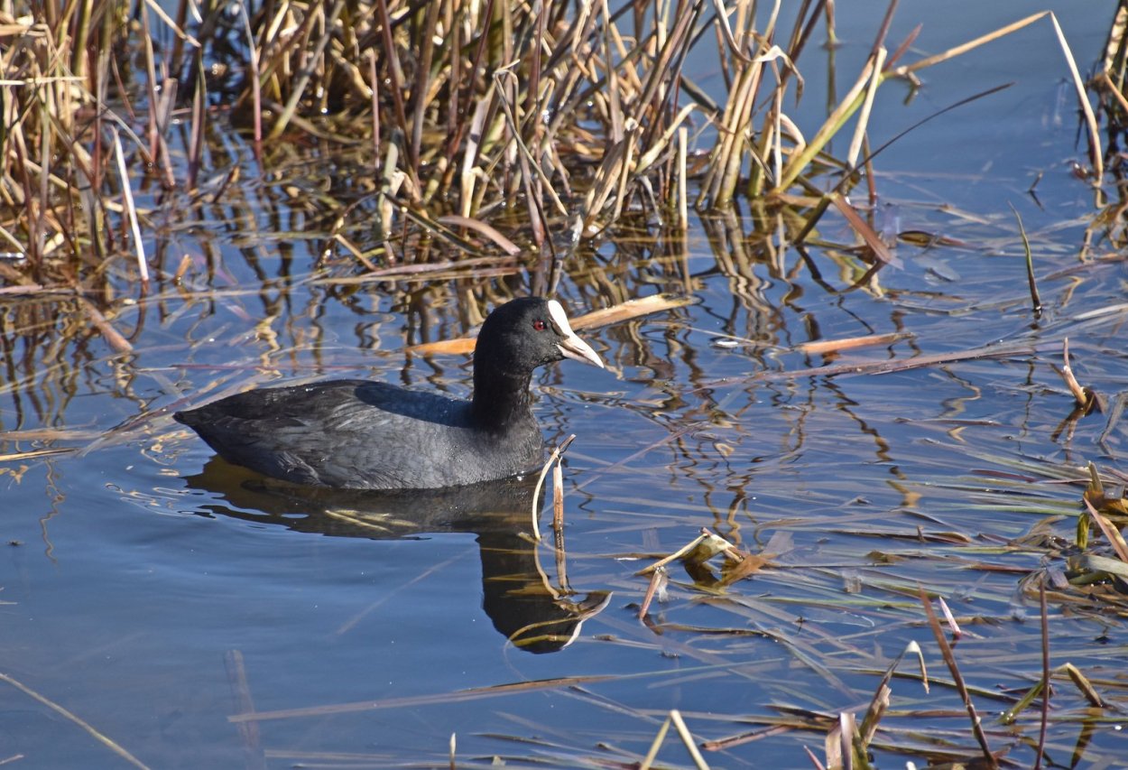 Водоплавающие птицы Ленинградской области лысуха