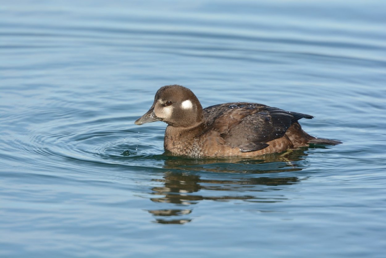 Водоплавающие птицы Ленинградской области