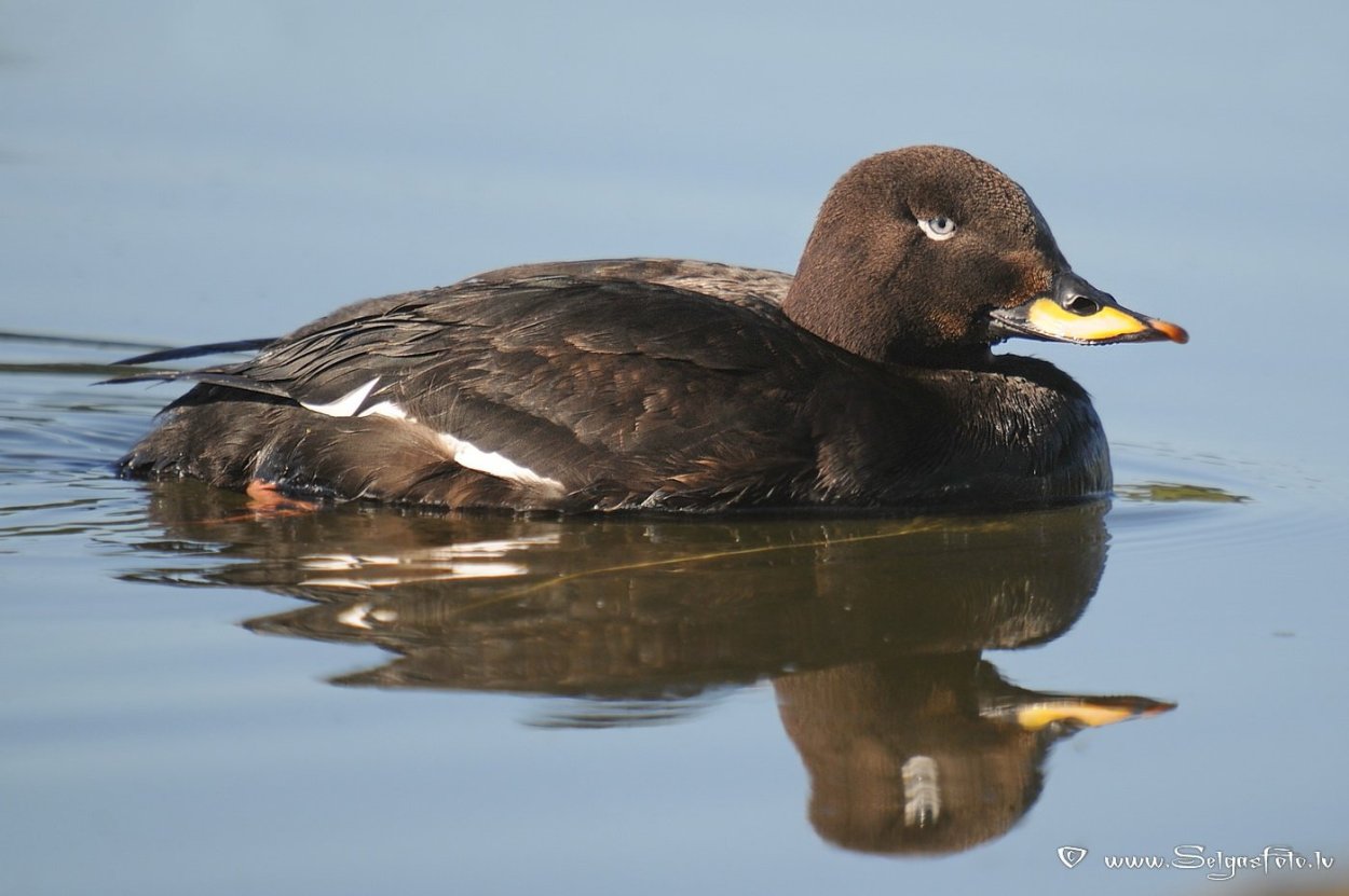 Турпан самка
