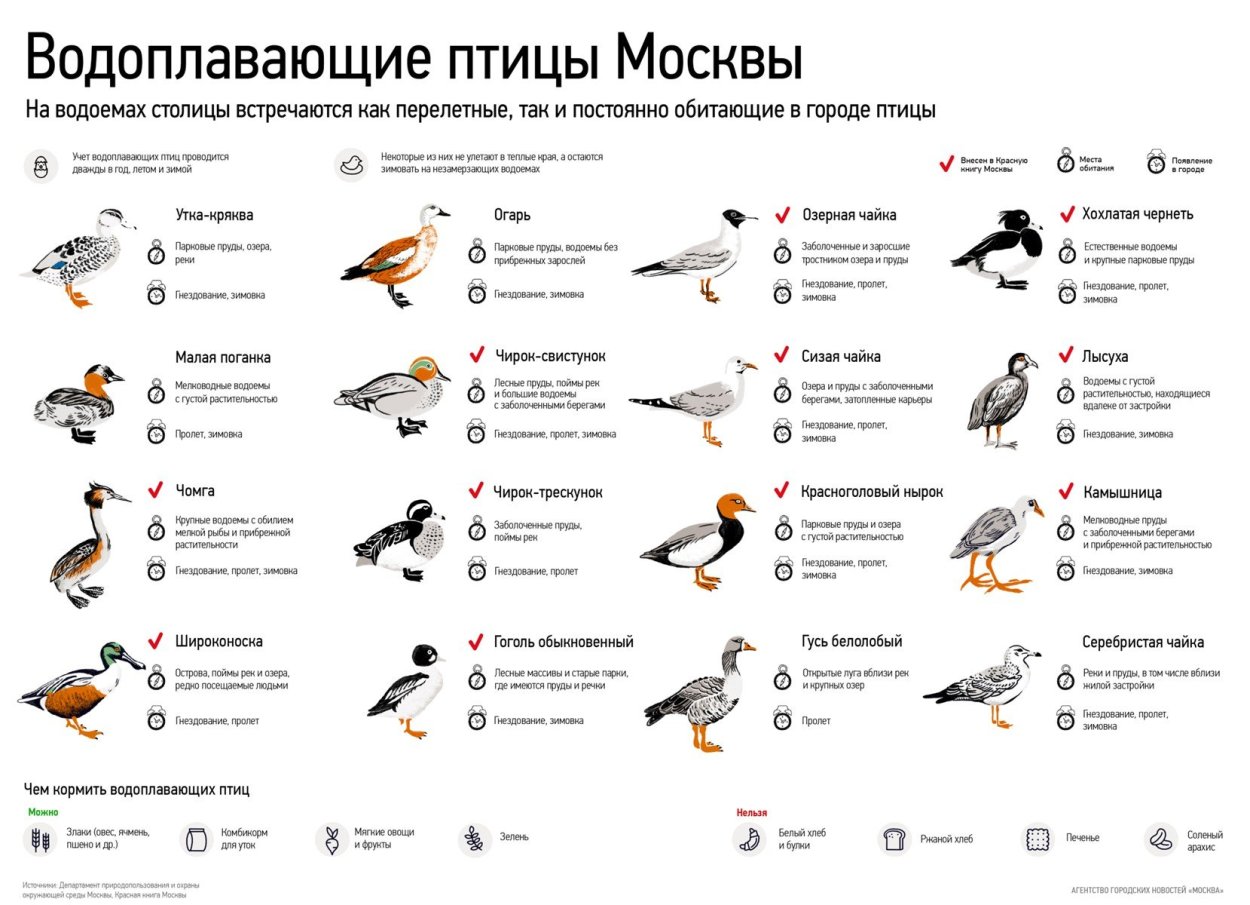 Птицы геленджика фото с названиями