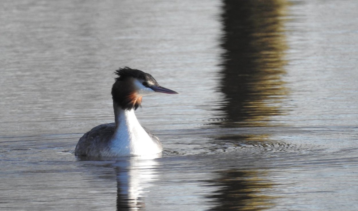 Водоплавающие птицы СПБ