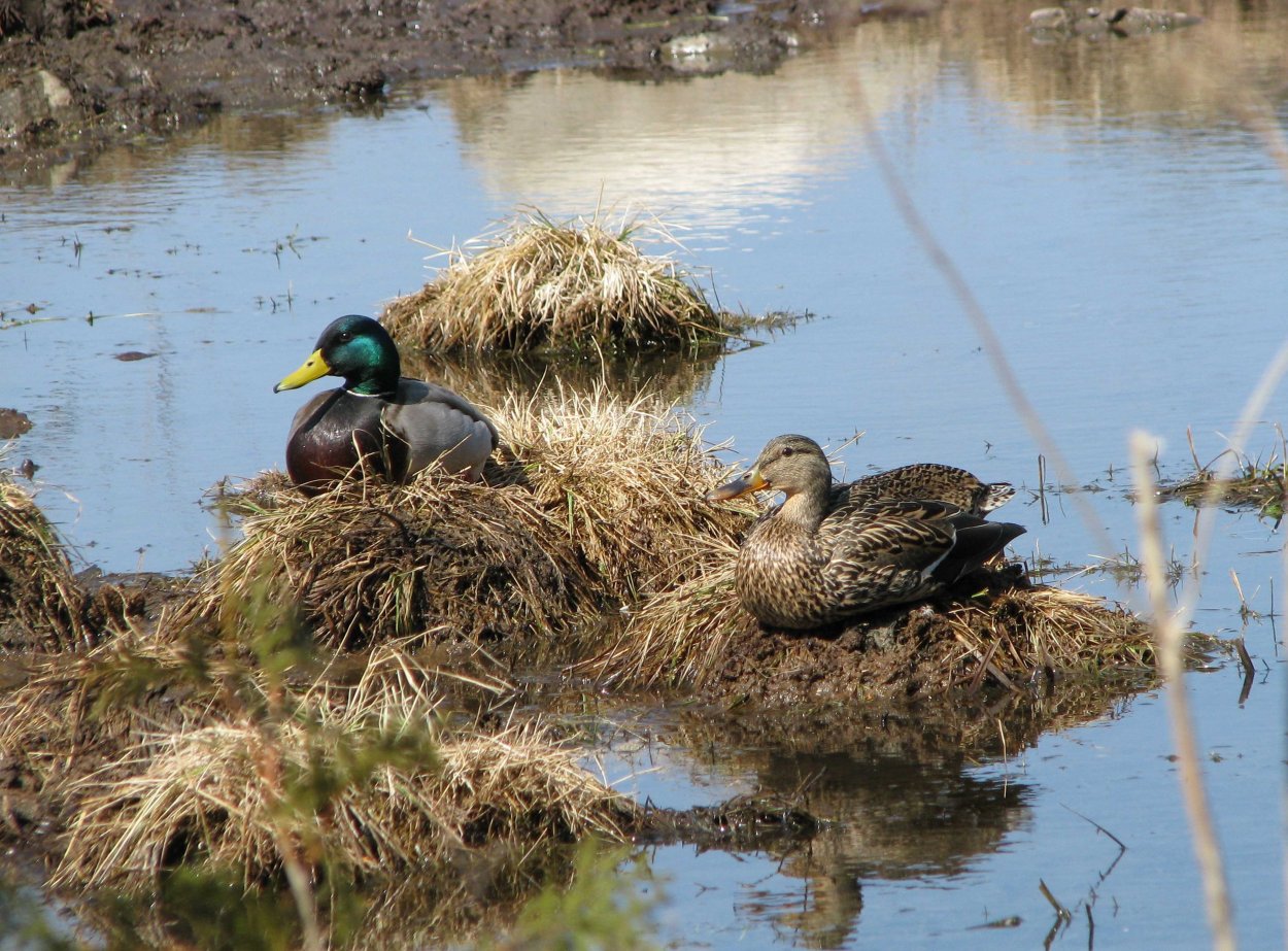 Утка кряква гнездо