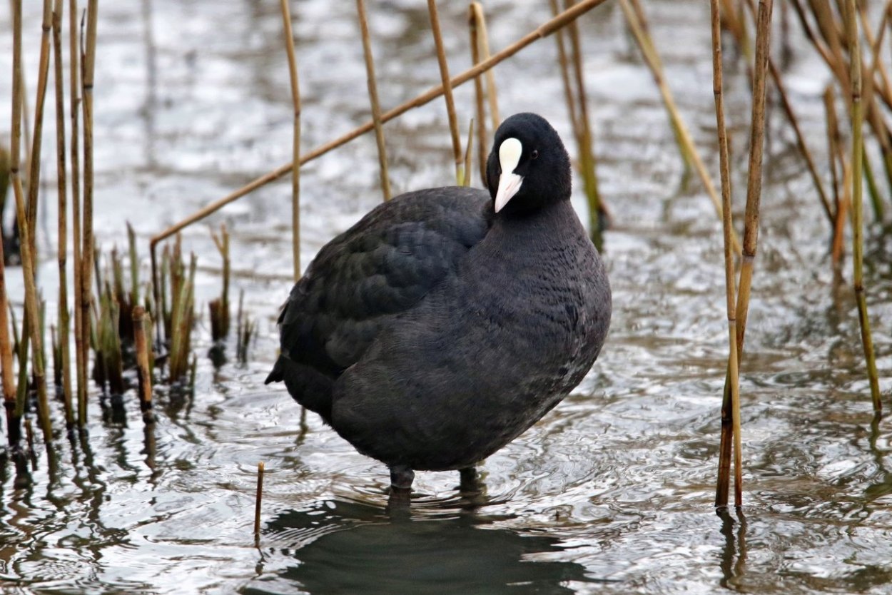 Нырок лысуха