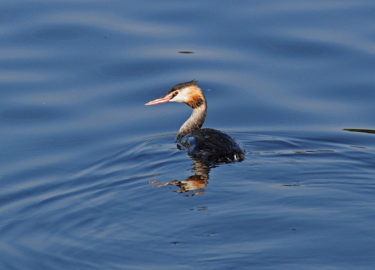 Чомга Черноморская