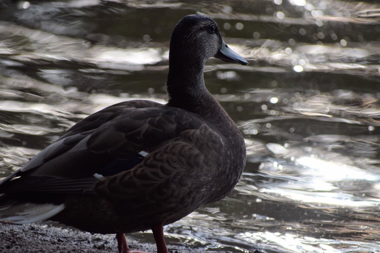 Водоплавающие птицы Санкт-Петербурга