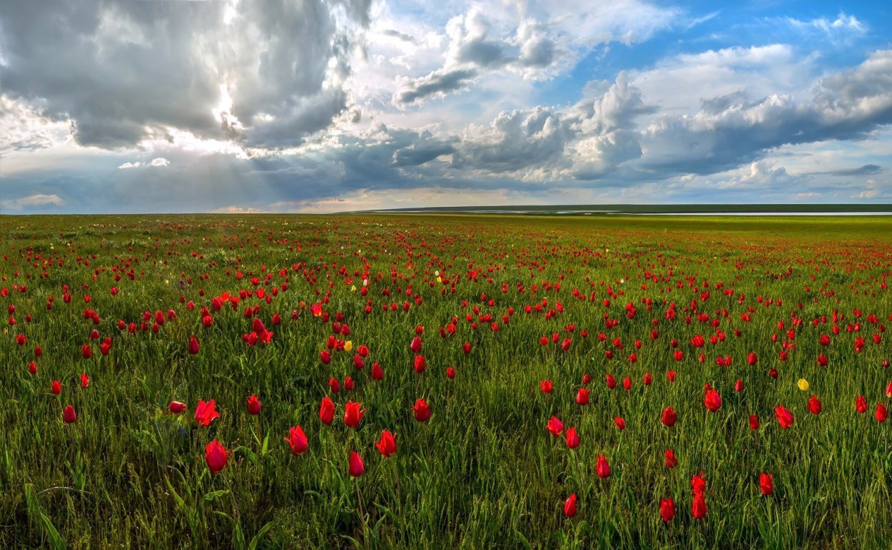 Цветение тюльпанов Ремонтненский район
