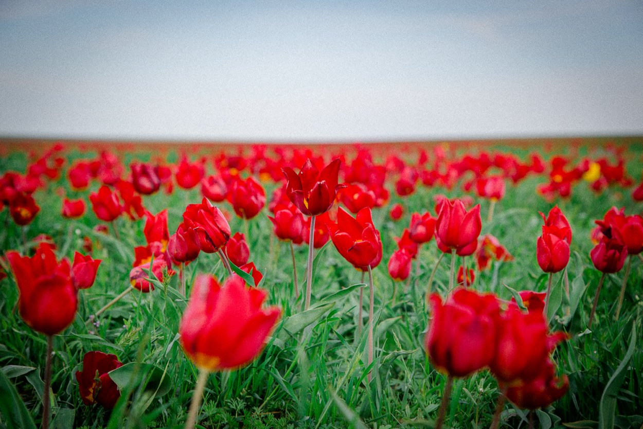 Фестиваль воспетая степь 2021