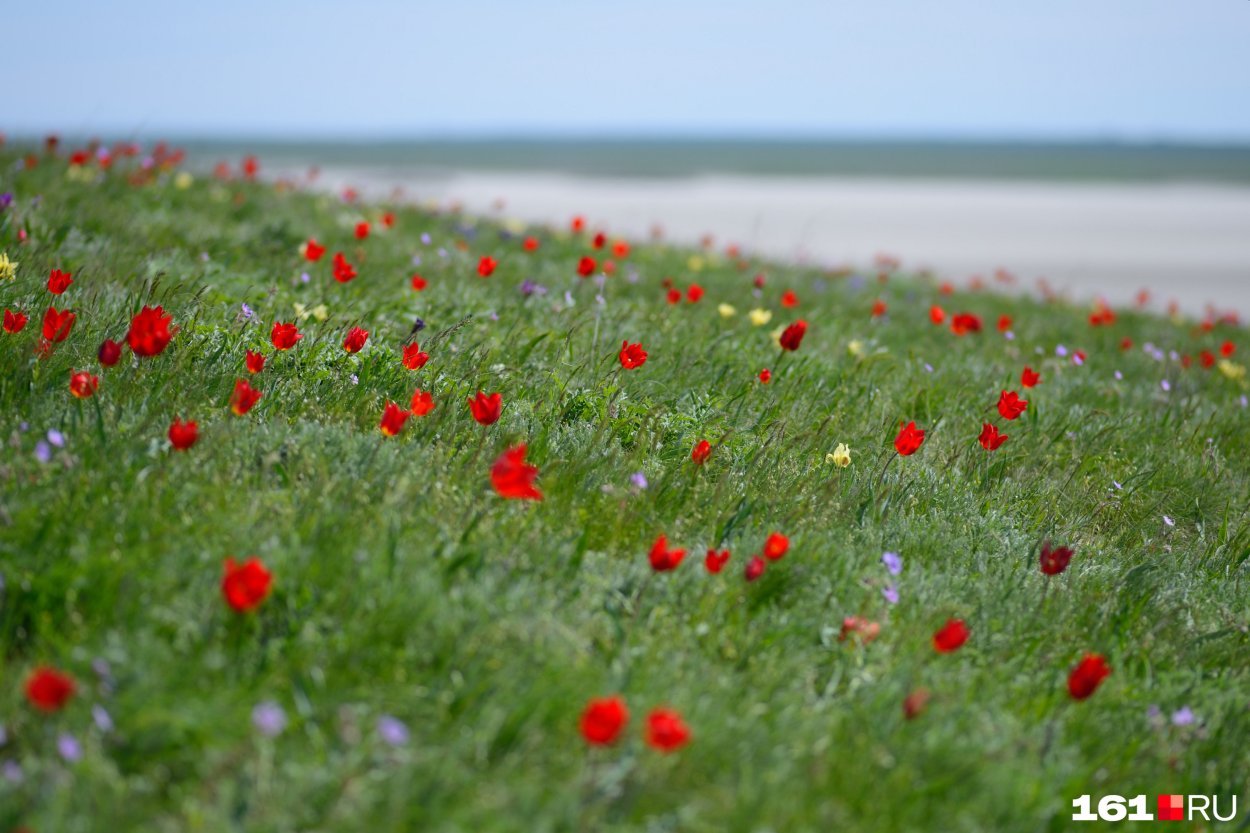 Воспетая степь заповедник Ростовский логотип