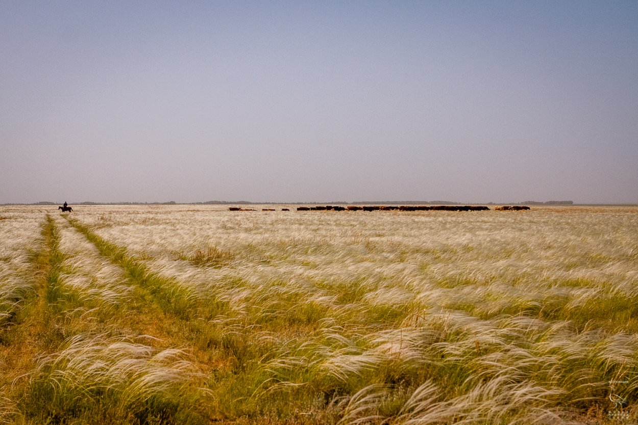 Живая природа степи