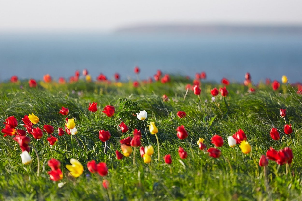 Дикие тюльпаны Маныч Гудило