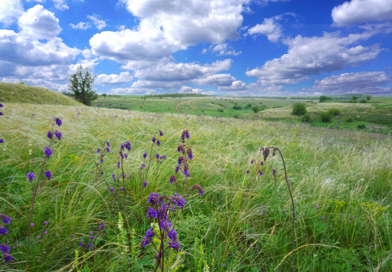 Неклиновский район степь