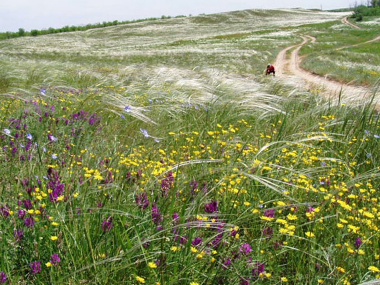 Донской ковыль степь