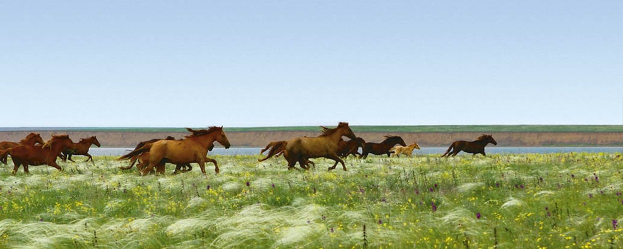 Ковыль Донской край