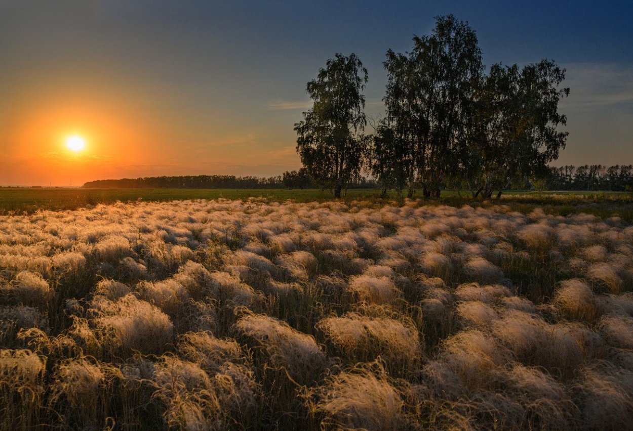 Ковыль на закате