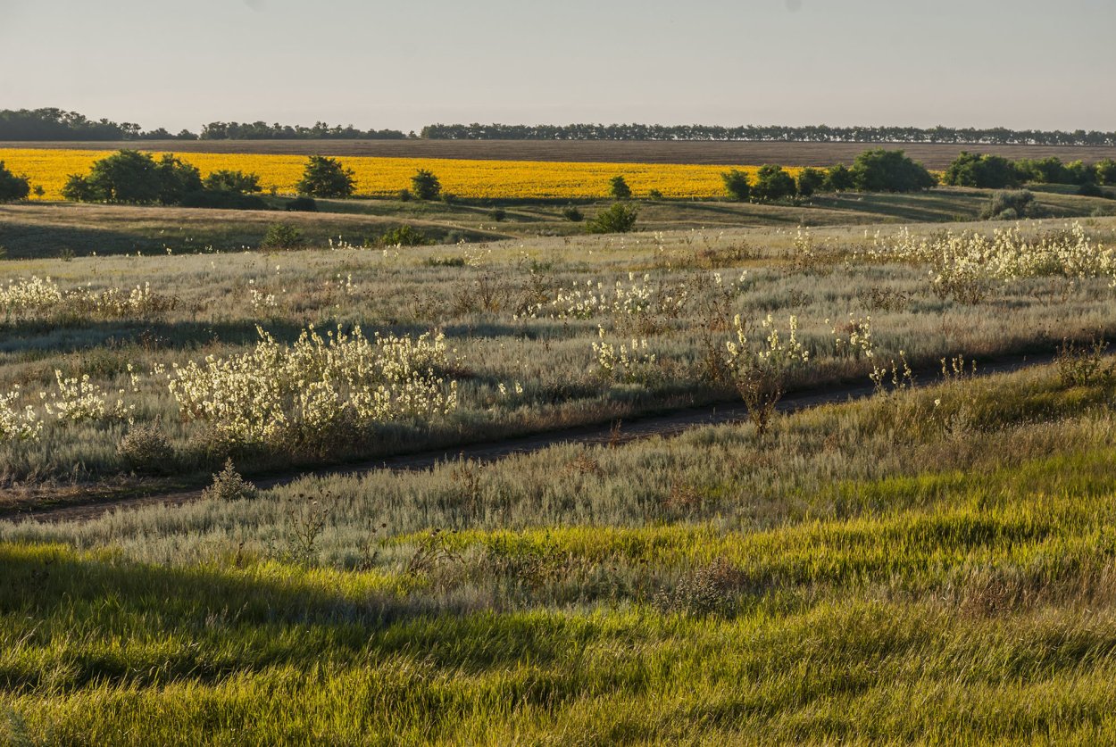 Персиановская Заповедная степь