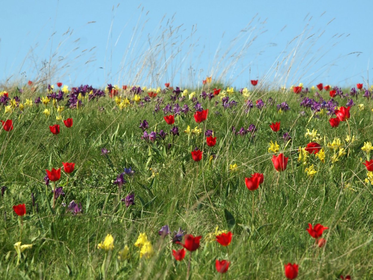Заповедник Ростовский тюльпановые поля