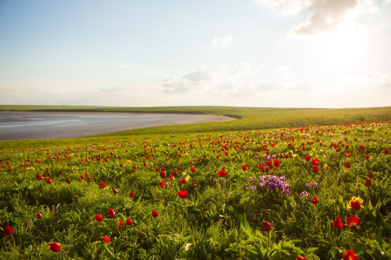 Воспетая степь
