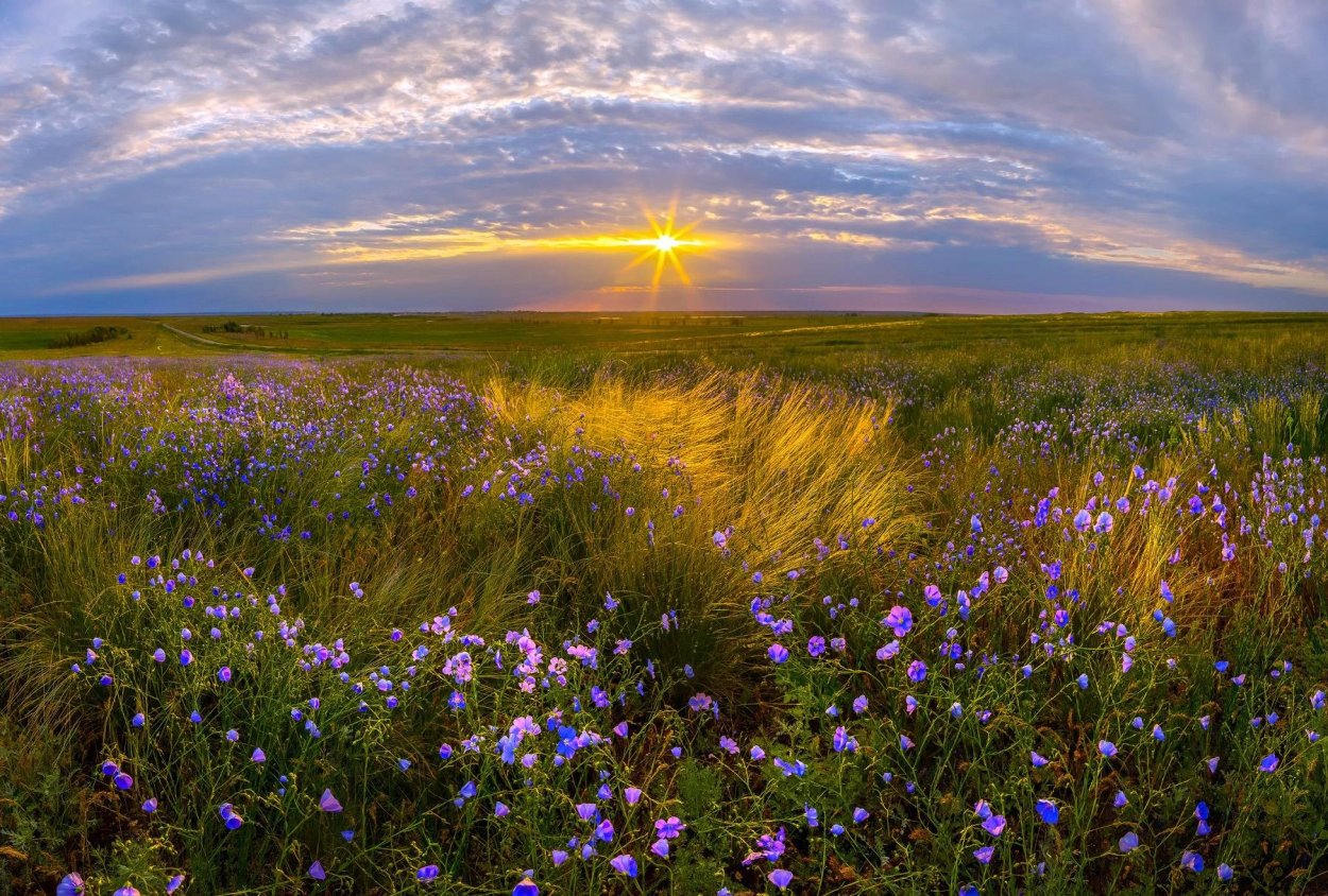 Сарыарка, Золотая степь