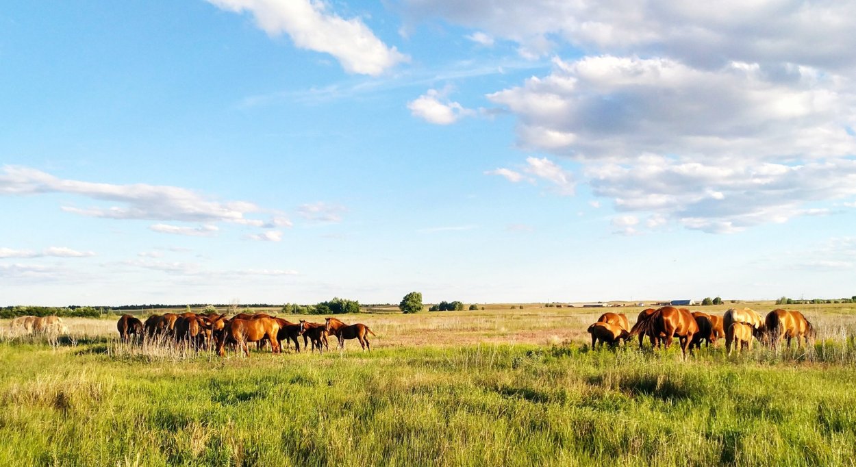 Донская степь Ростовская область