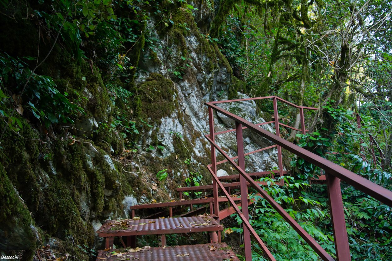 Тисо-Самшитовая роща ущелье