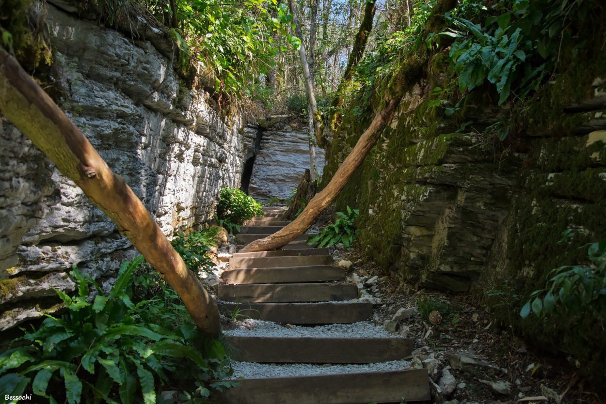 Тисо-Самшитовая роща и каньон чертовы ворота