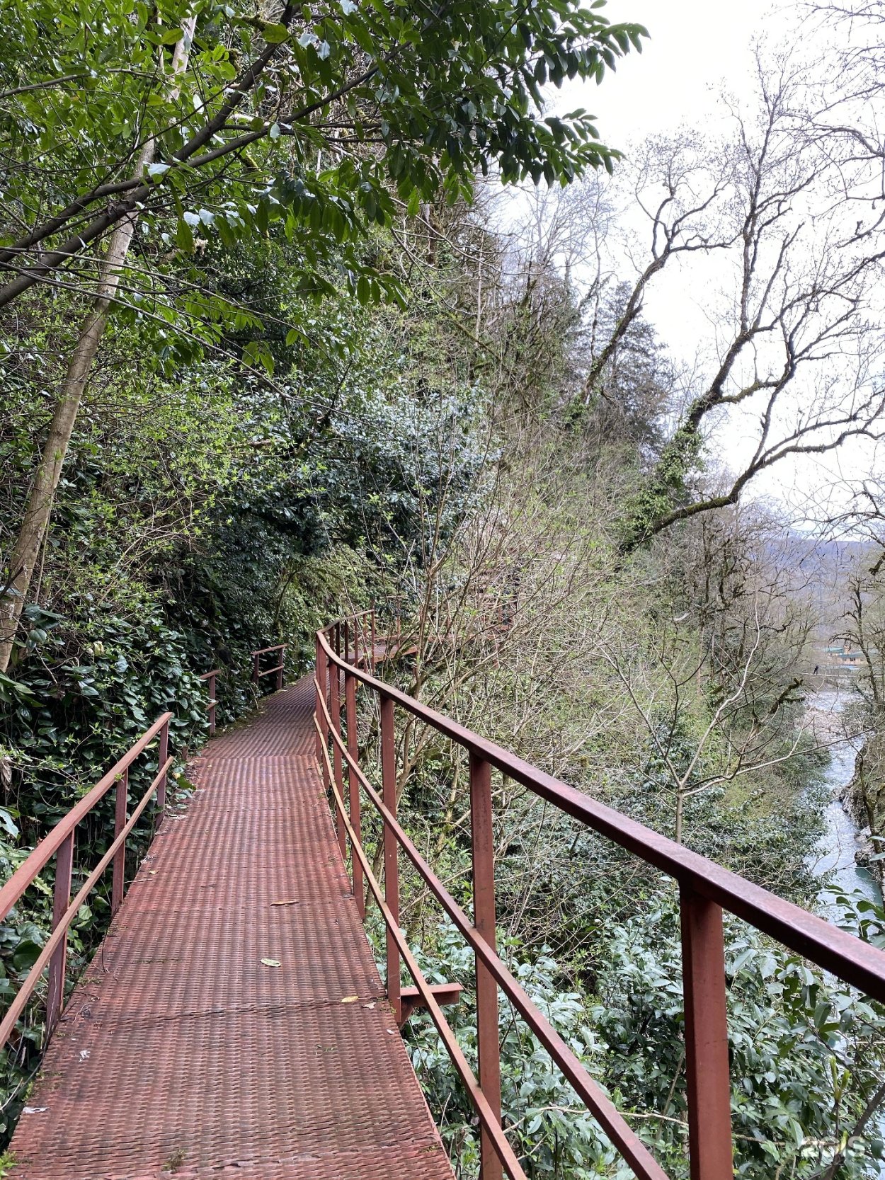 Тисо-Самшитовая роща и каньон чертовы ворота