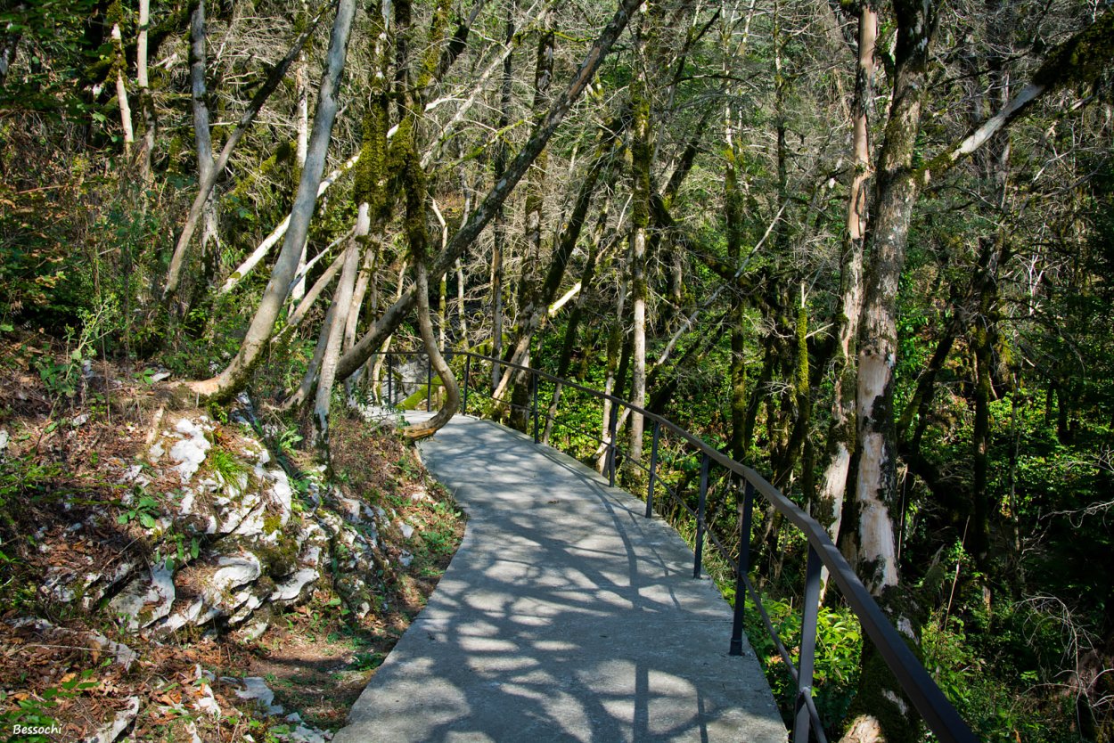 Самшитовая роща Хоста