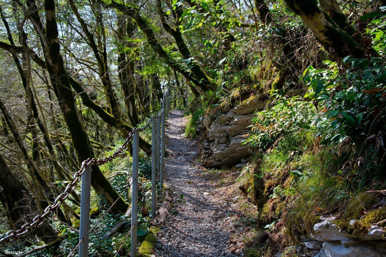 Самшитовая роща и каньон чертовы ворота