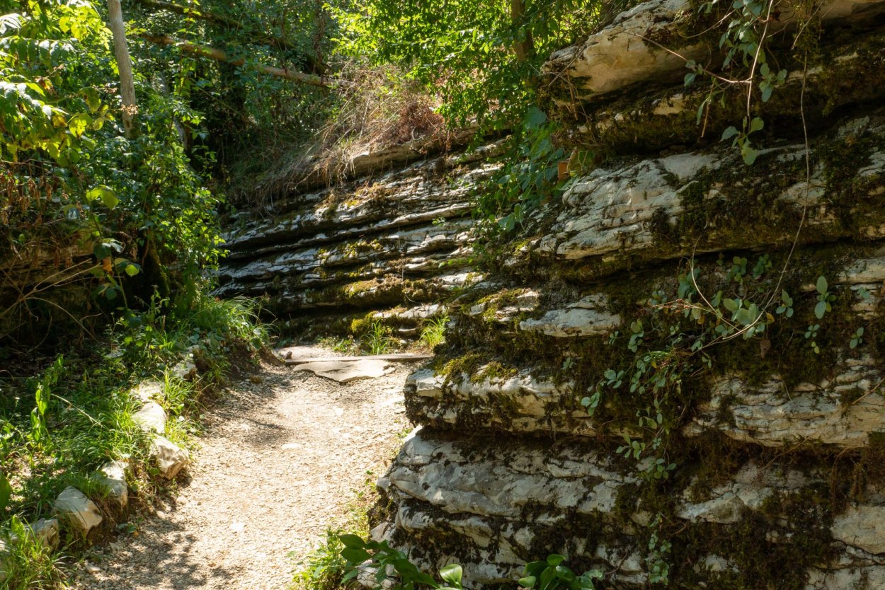 Тисо Самшитовая роща Лабиринт