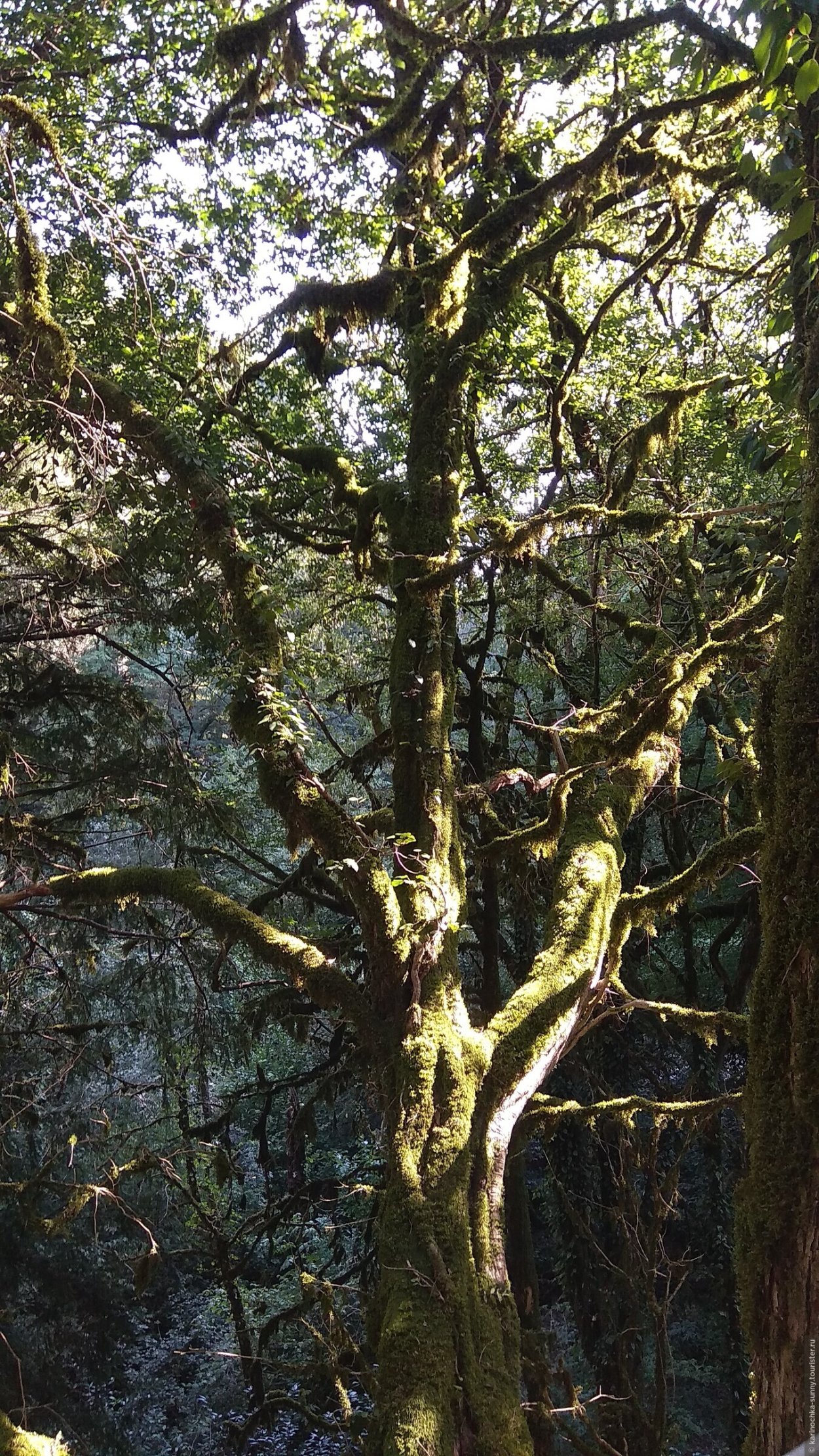 Тисо Самшитовая роща чертовы ворота