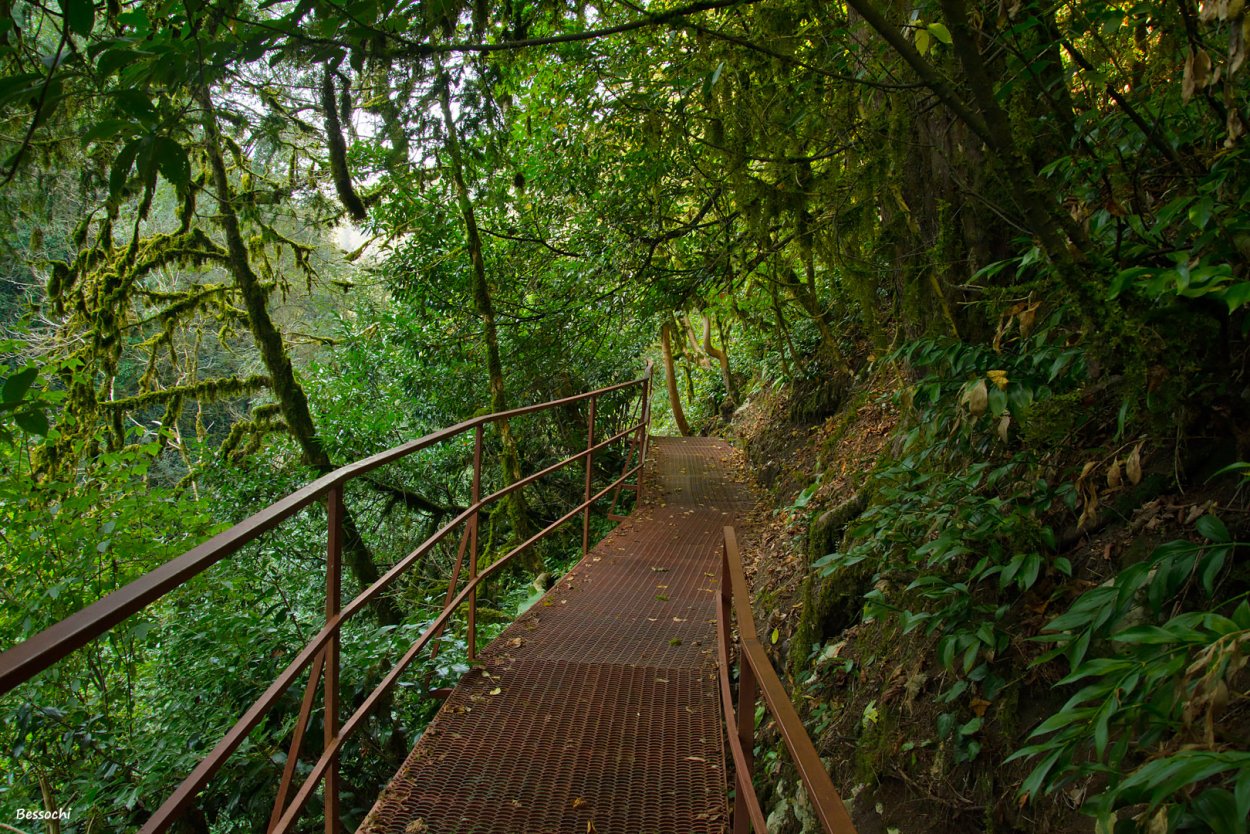 Тисо-Самшитовая роща Сочи